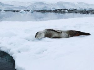 В Сети завирусилось видео с чихающим тюленем