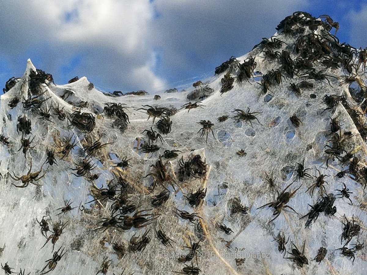 Миллионы пауков сплели огромную паутину в Австралии