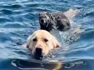 Сурок оседлал собаку и переплыл на ней на другой берег