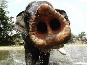 Ученые посчитали, с какой скоростью слоны поглощают воду