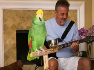 Попугай Тико со своим хозяином «перепел» хиты рок-групп и стал звездой