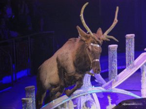 Барсуки делят территорию под присмотром лисы