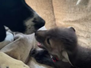 Акулы на пляже Ирландии напугали отдыхающих