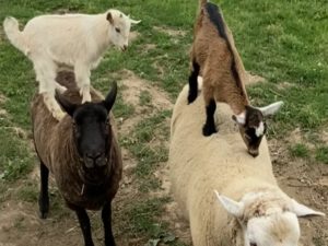 На ферме козлята решили прокатиться на овце