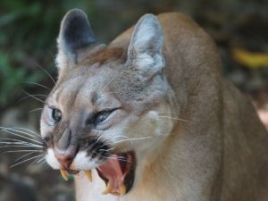 Аниматор в костюме радужной обезьяны вызвал скандал