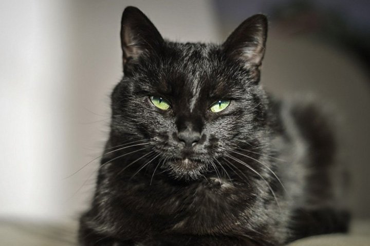 Самые необычные мировые рекорды