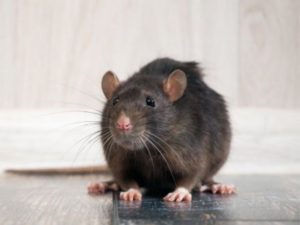 Йоркширский терьер спас хозяйку от дикого койота