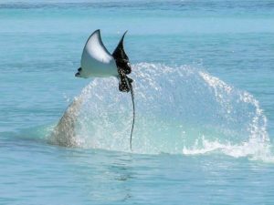 Романтическая фотосессия Газманова с женой восхитила фанатов