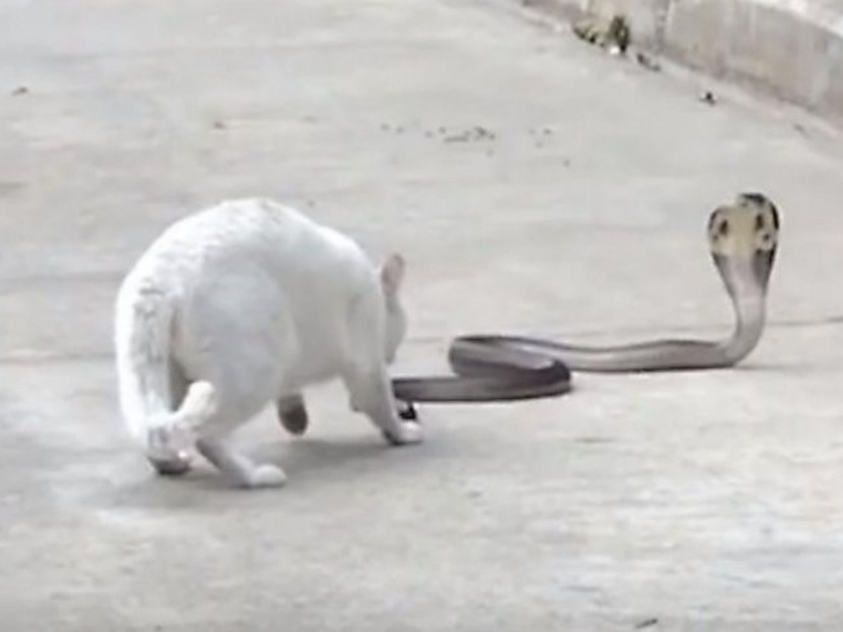 Кот полчаса держал оборону, не пуская в дом ядовитую змею