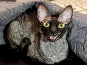 Американский кот Пиксель, с клыками наружу, похож на Дракулу