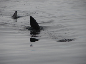 Японские студенты доказали, что вес стакана напрямую влияет на вкус напитка