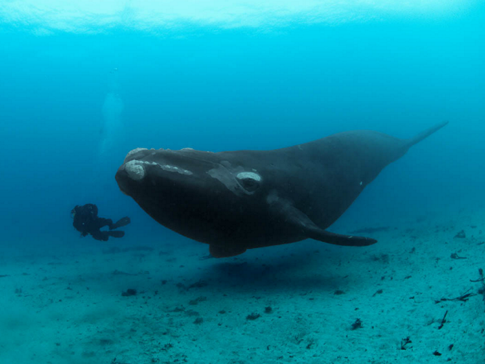 Гигантомания: самые большие объекты и продукты в мире