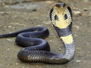 Гигантская серая голова целый день летала над Токио, пугая жителей