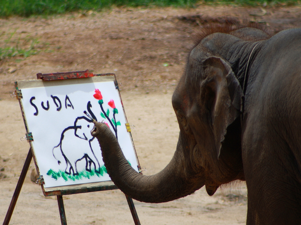 В Тайланде слоненок пишет картины