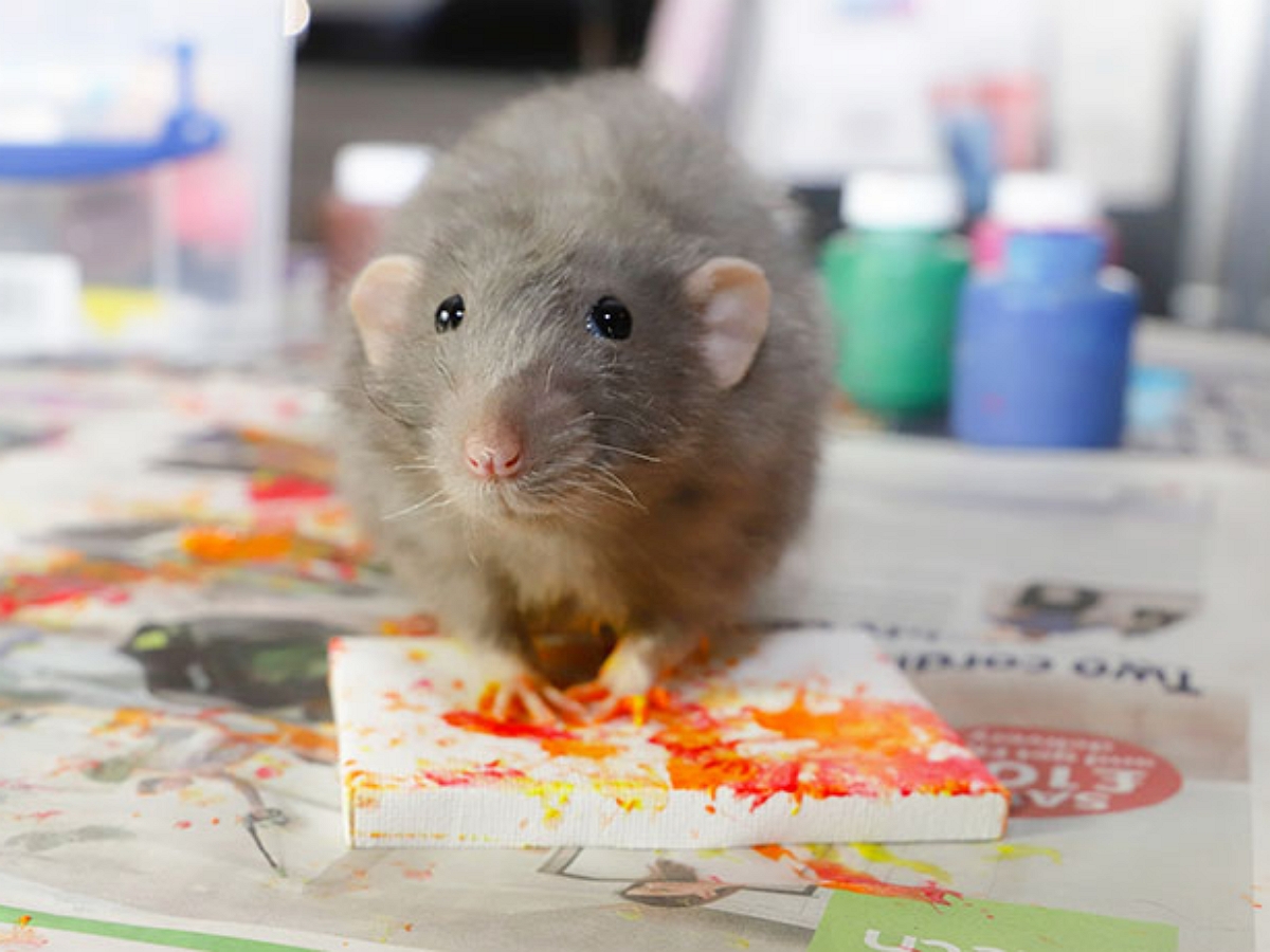 Домашние крысы пишут картины, которые неплохо продаются