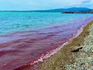 Медведь попытался проникнуть в автомобиль, напугав туристов