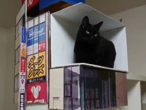 Японец спародировал огромного 3D кота при помощи своей кошки