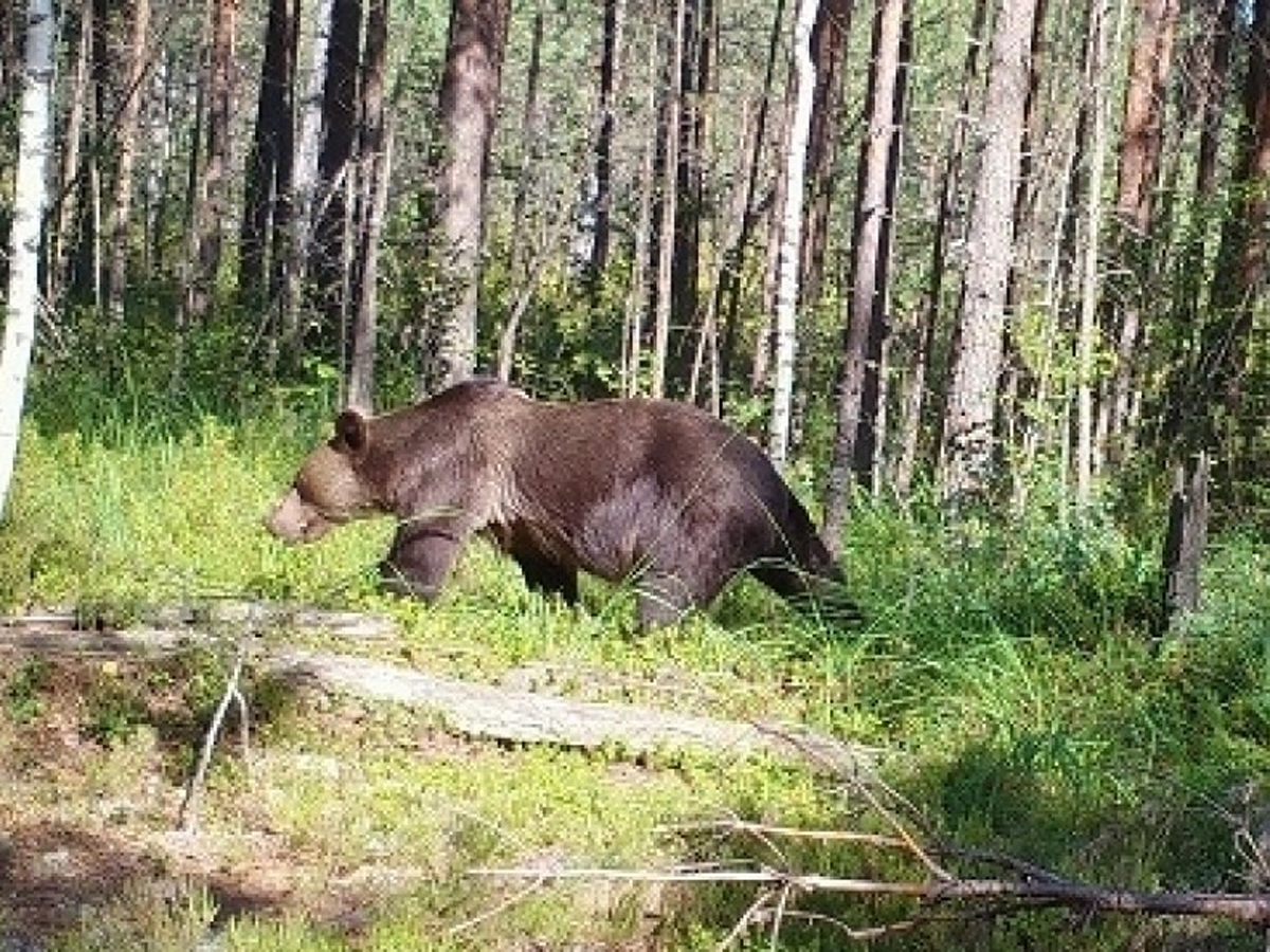Красноярск медведь убил туриста