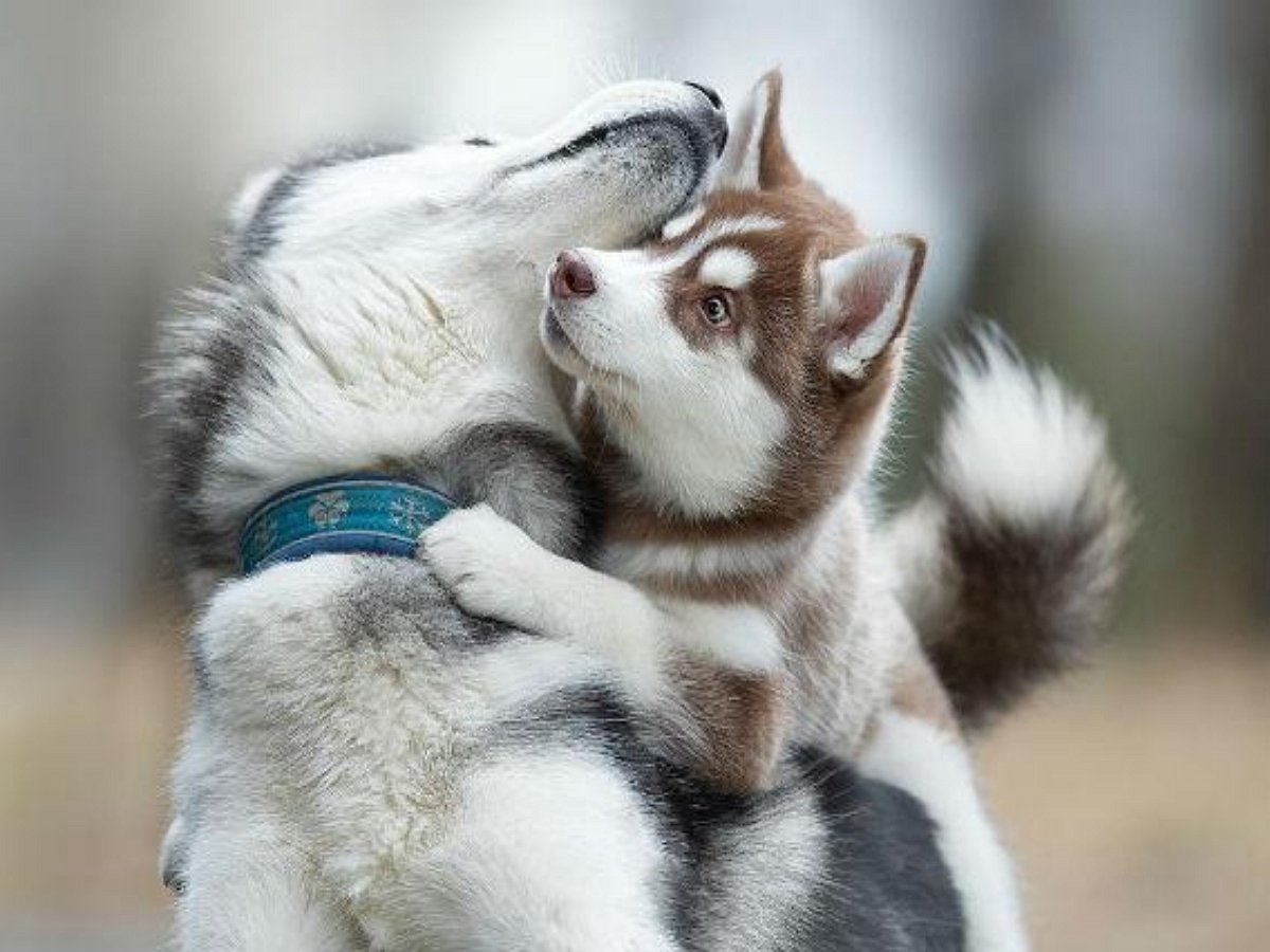 Собака учит щенков хаски правильно играть