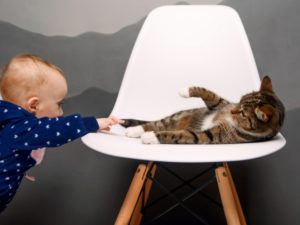 Родители выложили в сеть видео «захвата» кошкой детского кресла с игрушками