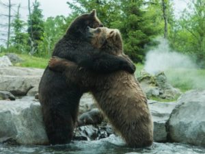 Два медведя выяснили отношения посреди трассы в Ямало-Ненецком округе