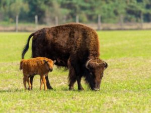 Группа Yes выпустила новый альбом, впервые за последние 7 лет