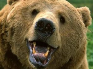 Чип и Дейл снова спешат на помощь: вышел трейлер нового мультсериала про любимых героев