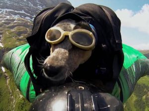 В российских войсках собаки стали прыгать с парашютом