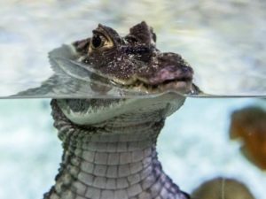 Прогуливающийся по индийской деревне крокодил попал на видео