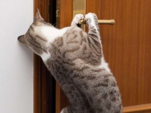 «Котик, открой!»: вьетнамский кот сломал систему, впустив домой хозяев