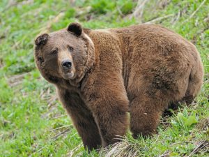 Медведь, уничтожающий камеры в алтайском заповеднике, попал в фотоловушку