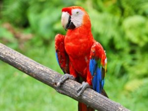 Нестандартные чаевые получил американский доставщик пиццы