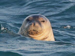 Мадонна выпустила фильм-концерт по мотивам легендарного тура 2019 года