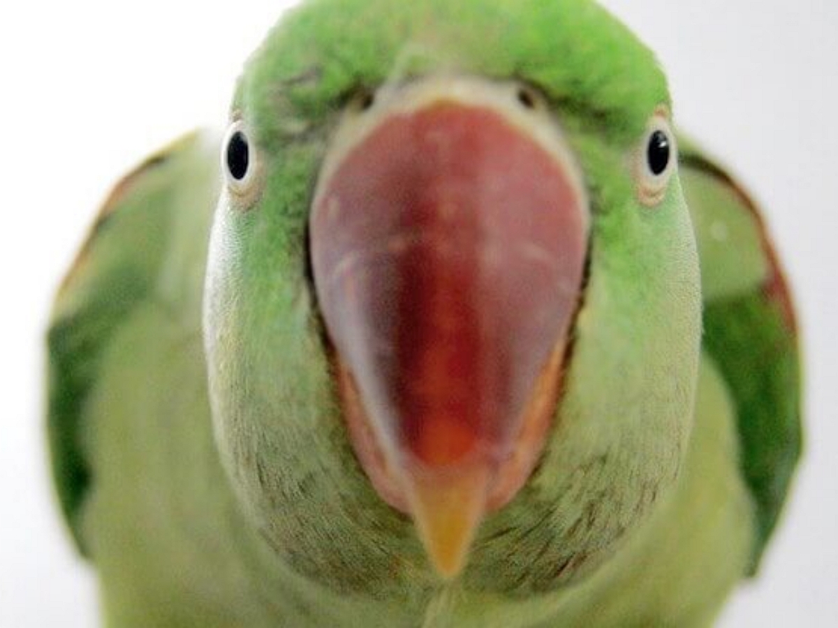 Попугай удивил интернет поперечным шпагатом