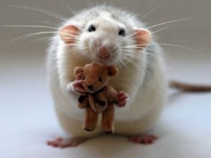 Бельчонок покорил пользователей своей реакцией на почесывания