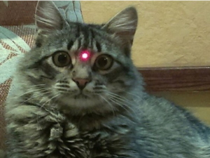 Лайфхак для лентяев: как кошка может сама выключить свет в комнате