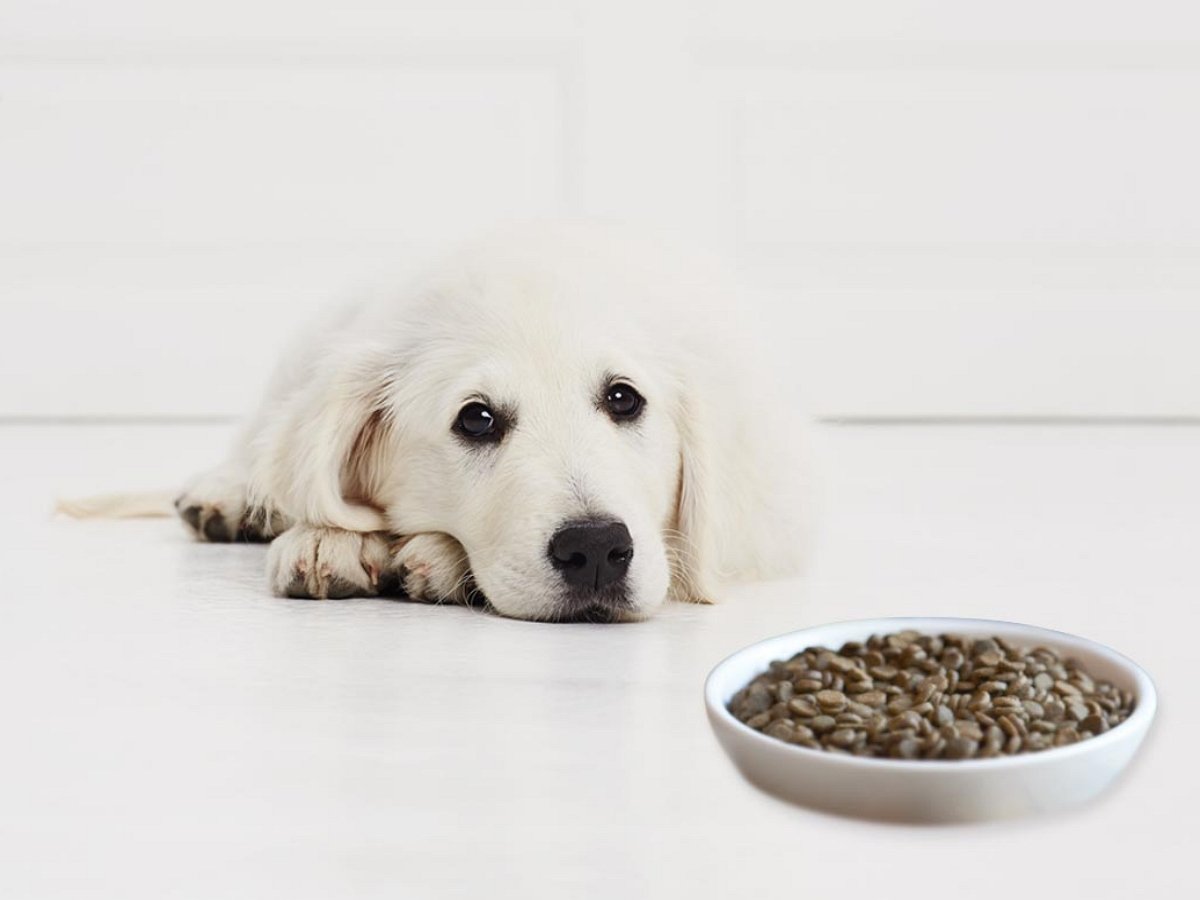 Голодный пес едва не сжег хозяйский дом в поисках еды