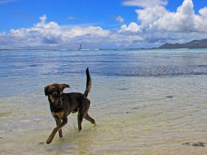 Годовалый пес кусает море, впервые попав на пляж