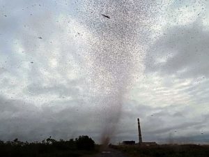 Сын Децла дебютировал с клипом Dzen