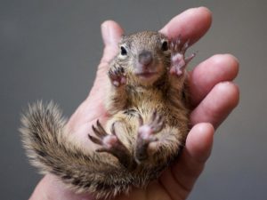 Отец спас малыша от нападения двухметровой кобры