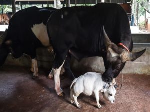 Карликовая корова Рани стала достопримечательностью Бангладеш