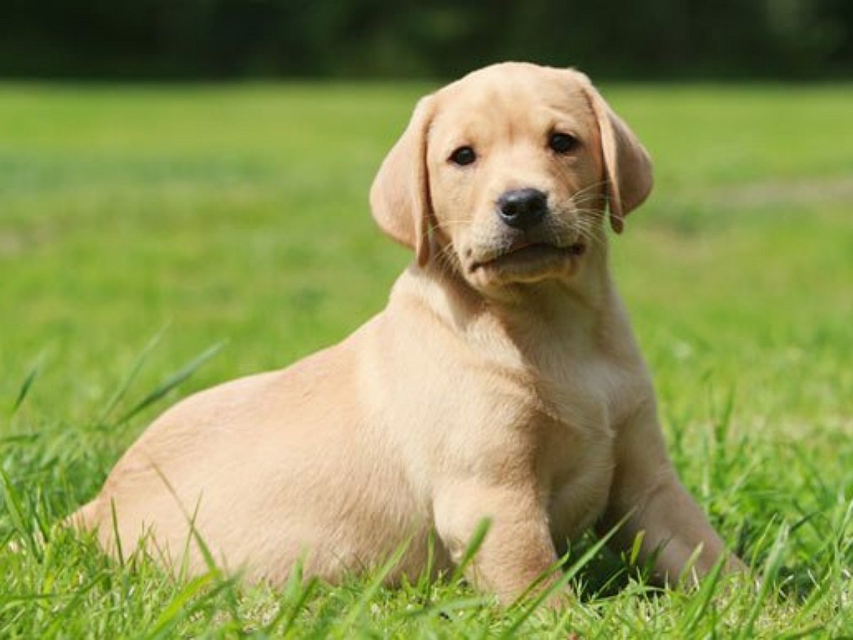 Очень ленивый щенок прославился в Сети