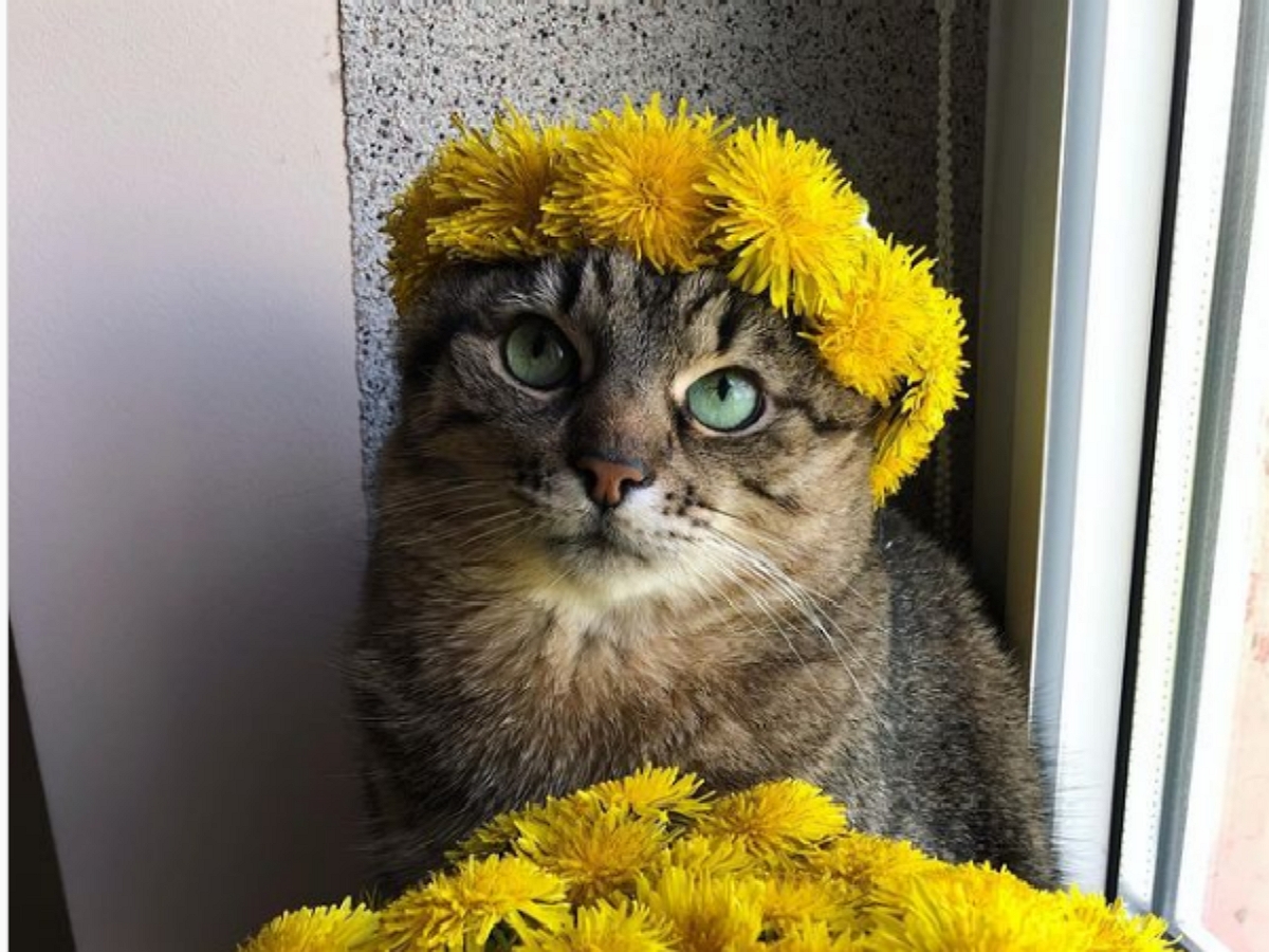 Грустный кот Степан из Украины стал мемом в Сети
