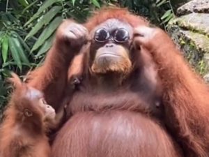 Самка орангутанга примеряла очки посетительницы зоопарка