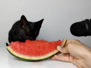 Котик поедает арбуз с невероятным звуком