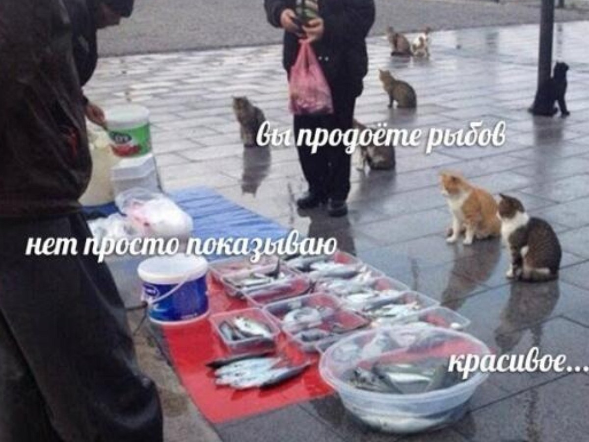 Коту надоело «смотреть на рыбов» и он стал действовать