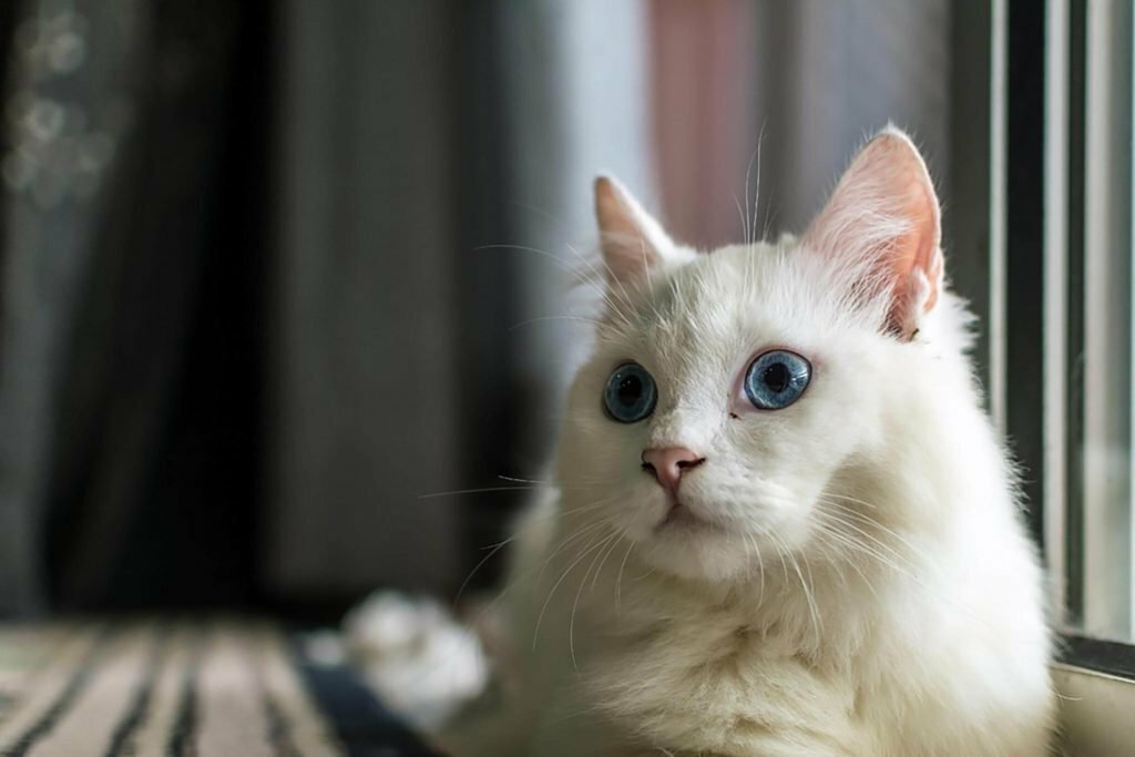 Животные, которые изменили мир и науку