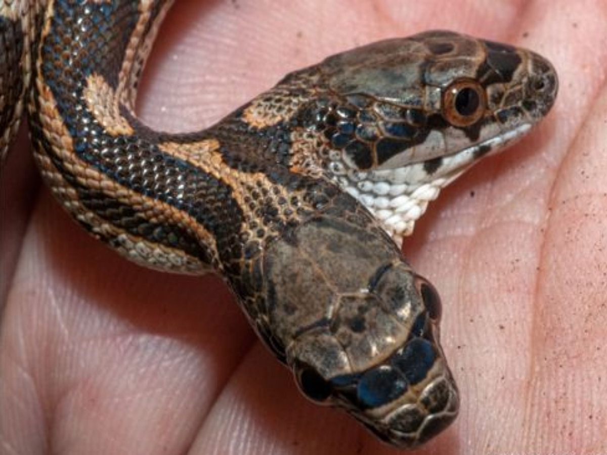 Сотрудники зоопарка в США показали, как двухголовая кобра поедает мышей