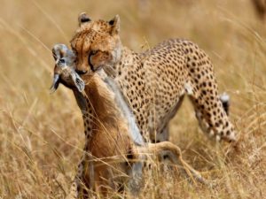 Леопарда отвлекла от спаривания антилопа, за что и поплатилась