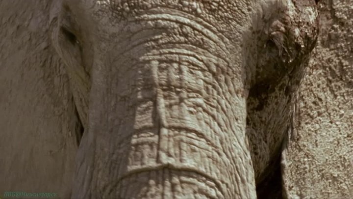 Животные, которые изменили мир и науку